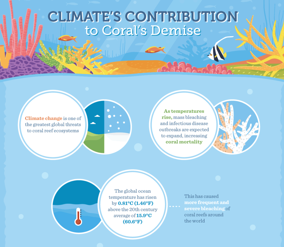 Receding Reefs Understanding And Protecting Our Coral Ecosystems