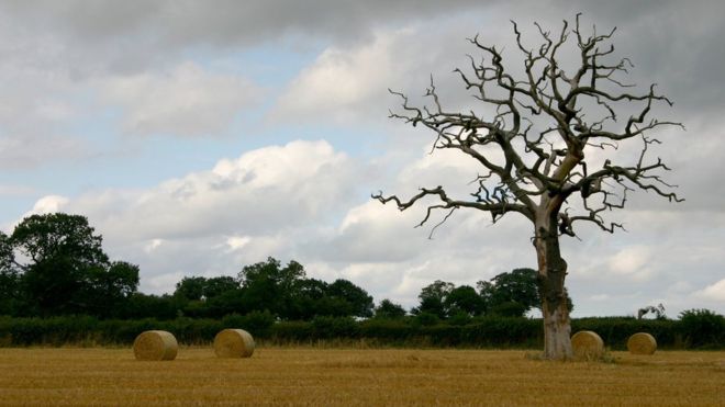 Bales and tree in a field (Image: BBC)
