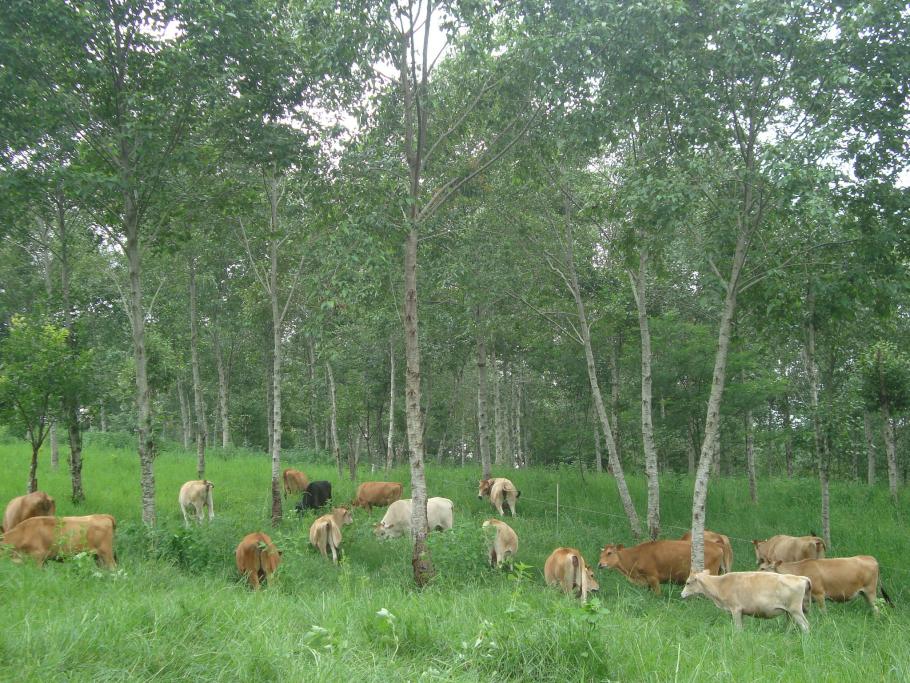 Cows Under Trees - Carbon Farming