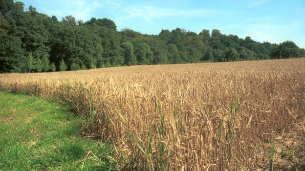 Farmland and woodland (Image: BBC)