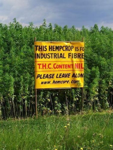 hemp field photo leave my crop alone no thc