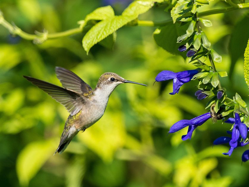 hummingbird and blue sage