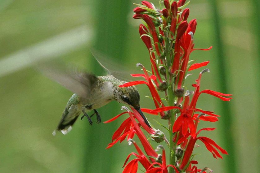 hummingbird on cardinal flower