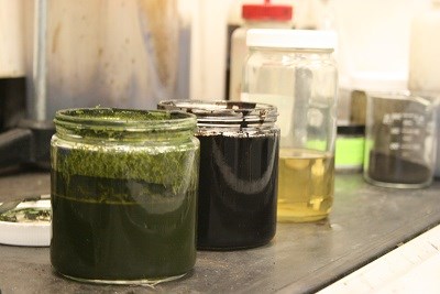 Image of algae, bio-crude, gas