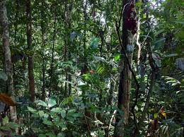 Image result for Can conservation agriculture combat climate change in tropical regions