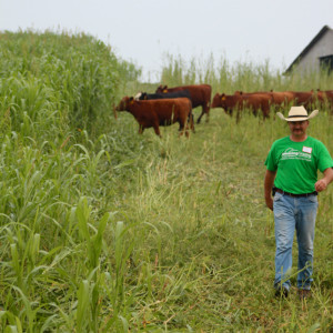 Johnny Rogers of Rogers Cattle Company moves his cattle into their next allotment of "Ray's Crazy Mix," demonstrating intensive grazing of alternative forages at an Amazing Grazing workshop. Photo by Sarah Lyons