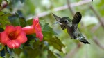 main_hummingbird