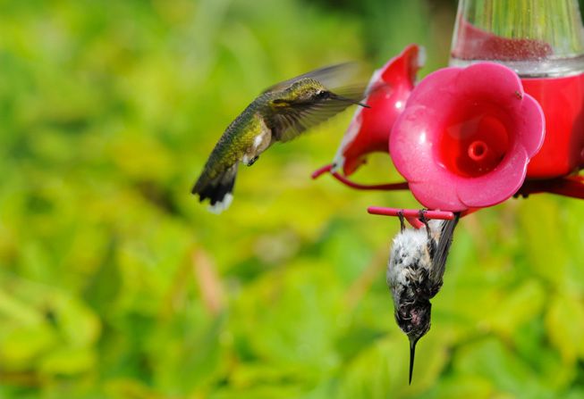 One hummingbird hangs in a state of torpor from a feeder