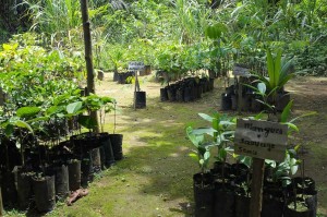 Seedlings of traditionally important food trees in Louis-Marie Atangana’s home nursery in Nkenlikok, Cameroon. Photo by Daisy Ouya/ICRAF
