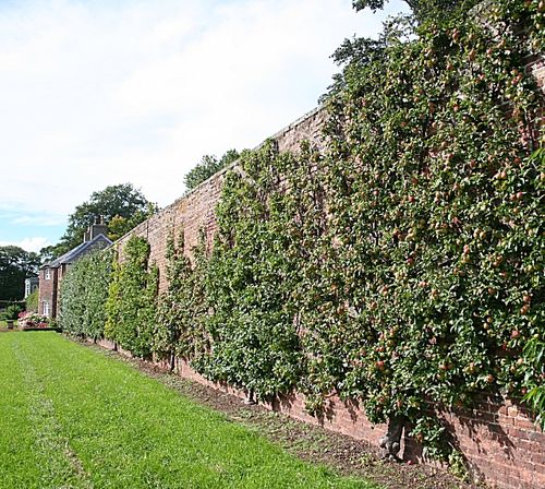 Fruit wall in the UK