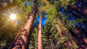 giantsequoias