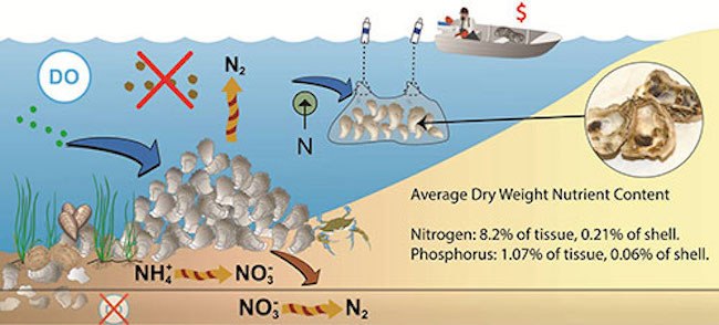 Natural reef and aquaculture oysters act as natural filters to reduce nitrogen, phosphorus, and sediment levels in the water column.