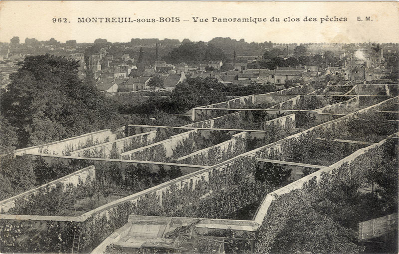 Peaches on the fruit walls of montreuil paris