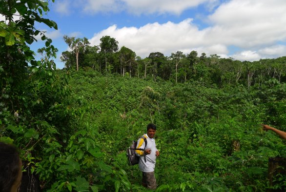 Secondary tropical forests sequester large amounts of carbon